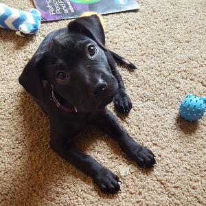 Team Page: Wagon Tails